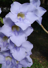 Thunbergia grandiflora